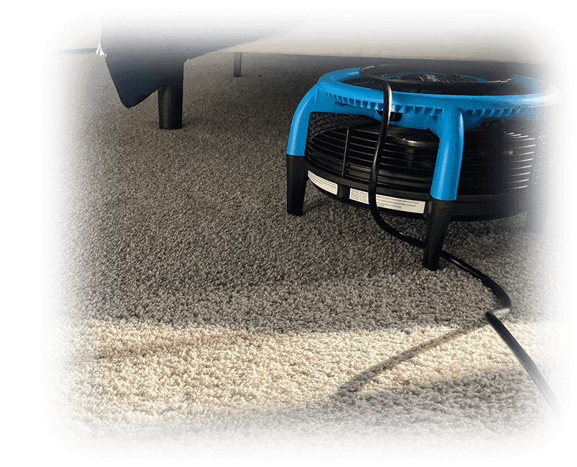 Carpet Cleaning Buford + Gwinnett